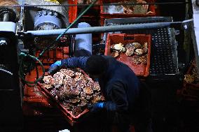 Return From Scallop Fishing - Port-En-Bessin. FC