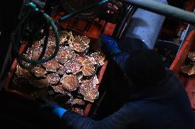 Return From Scallop Fishing - Port-En-Bessin. FC