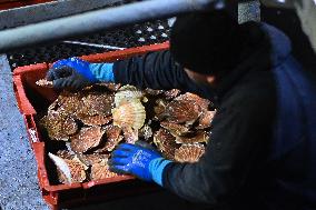 Return From Scallop Fishing - Port-En-Bessin. FC
