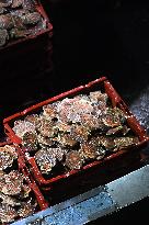 Return From Scallop Fishing - Port-En-Bessin. FC