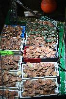 Return From Scallop Fishing - Port-En-Bessin. FC