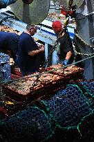 Return From Scallop Fishing - Port-En-Bessin. FC