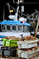 Return From Scallop Fishing - Port-En-Bessin. FC