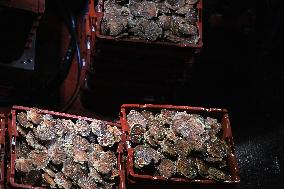 Return From Scallop Fishing - Port-En-Bessin. FC