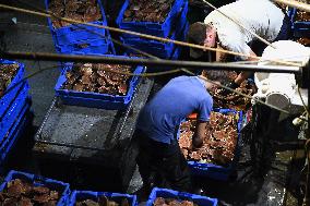 Return From Scallop Fishing - Port-En-Bessin. FC
