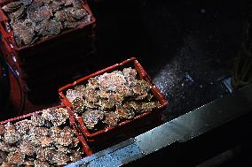 Return From Scallop Fishing - Port-En-Bessin. FC