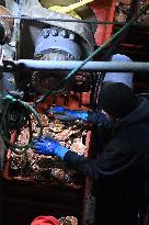 Return From Scallop Fishing - Port-En-Bessin. FC