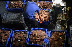 Return From Scallop Fishing - Port-En-Bessin. FC
