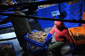 Return From Scallop Fishing - Port-En-Bessin. FC