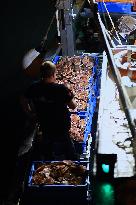 Return From Scallop Fishing - Port-En-Bessin. FC