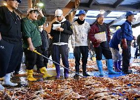 Season's 1st catch of Echizen crabs