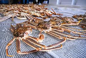 Season's 1st catch of Echizen crabs