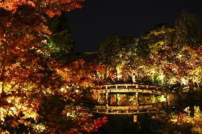 Kyoto temple special light-up for autumn foliage