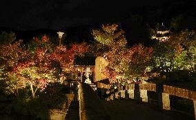 Kyoto temple special light-up for autumn foliage