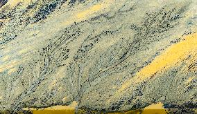 Qiantang River Tidal Tree Landscape