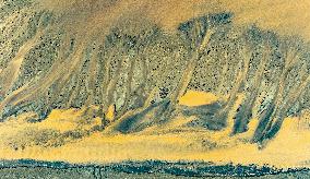 Qiantang River Tidal Tree Landscape