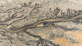 Qiantang River Tidal Tree Landscape