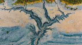Qiantang River Tidal Tree Landscape