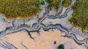 Qiantang River Tidal Tree Landscape