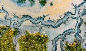 Qiantang River Tidal Tree Landscape
