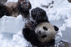 Giant Panda Playing With Snow in Chongqing Zoo