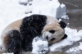 Giant Panda Playing With Snow in Chongqing Zoo