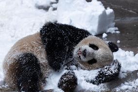 Giant Panda Playing With Snow in Chongqing Zoo