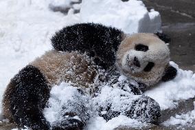 Giant Panda Playing With Snow in Chongqing Zoo