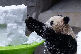 Giant Panda Playing With Snow in Chongqing Zoo