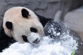 Giant Panda Playing With Snow in Chongqing Zoo