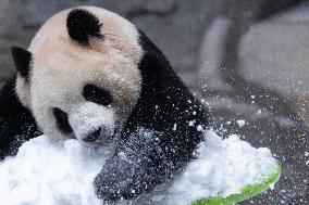 Giant Panda Playing With Snow in Chongqing Zoo