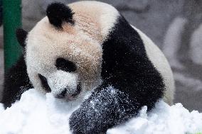 Giant Panda Playing With Snow in Chongqing Zoo
