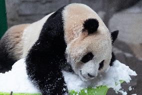 Giant Panda Playing With Snow in Chongqing Zoo