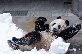 Giant Panda Playing With Snow in Chongqing Zoo