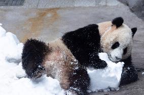 Giant Panda Playing With Snow in Chongqing Zoo
