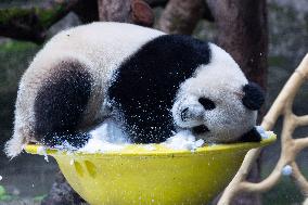 Giant Panda Playing With Snow in Chongqing Zoo
