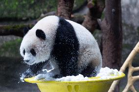 Giant Panda Playing With Snow in Chongqing Zoo