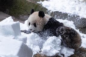 Giant Panda Playing With Snow in Chongqing Zoo