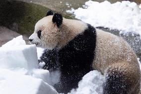 Giant Panda Playing With Snow in Chongqing Zoo