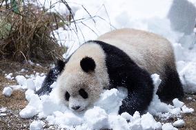 Giant Panda Playing With Snow in Chongqing Zoo