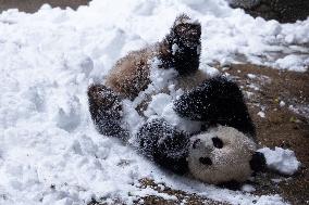 Giant Panda Playing With Snow in Chongqing Zoo