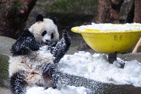 Giant Panda Playing With Snow in Chongqing Zoo
