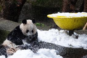 Giant Panda Playing With Snow in Chongqing Zoo