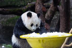 Giant Panda Playing With Snow in Chongqing Zoo