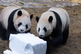 Giant Panda Playing With Snow in Chongqing Zoo
