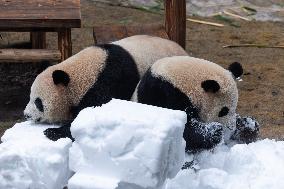Giant Panda Playing With Snow in Chongqing Zoo