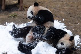 Giant Panda Playing With Snow in Chongqing Zoo
