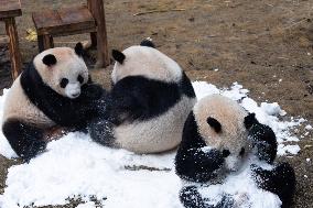 Giant Panda Playing With Snow in Chongqing Zoo