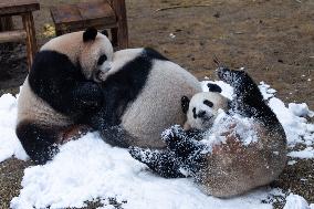 Giant Panda Playing With Snow in Chongqing Zoo
