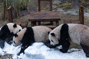 Giant Panda Playing With Snow in Chongqing Zoo